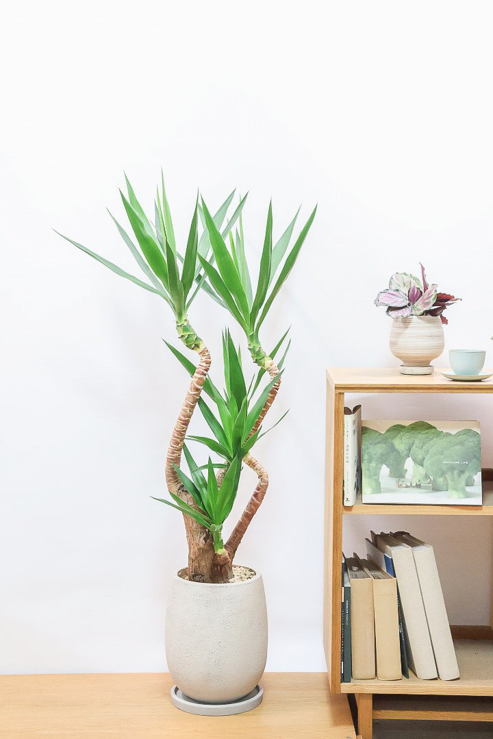 ユッカ エレファンティペスGIV61801| 観葉植物の通信販売 | APEGO