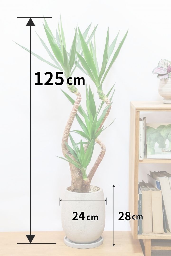 ユッカ エレファンティペスGIV61801| 観葉植物の通信販売 | APEGO