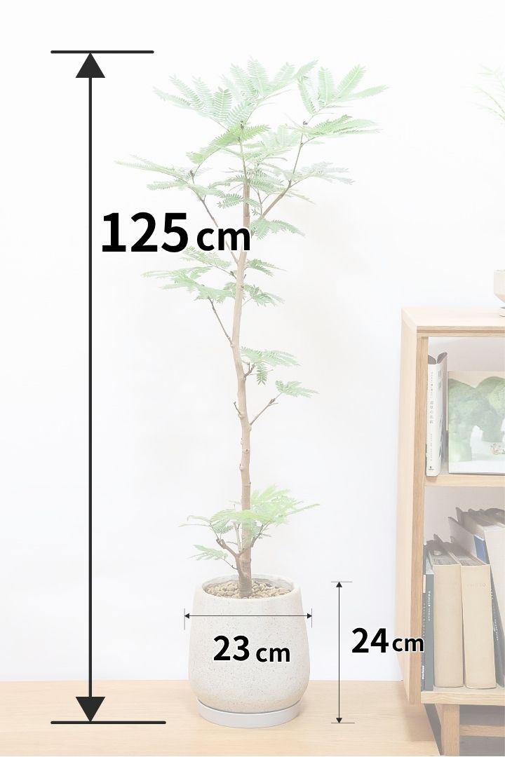 【エバーフレッシュ】とてもバランスのとれたいい樹形！これはスタイリッシュでイイ感じだと思いますよ！