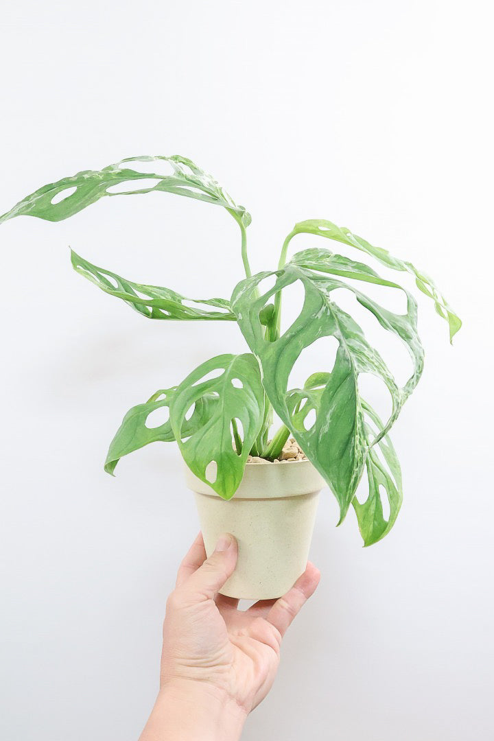 モンステラ アダンソニー オーレア バリエガタPP61806| 観葉植物の通信