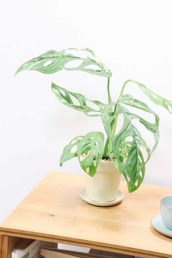 モンステラ アダンソニー オーレア バリエガタPP61806| 観葉植物の通信
