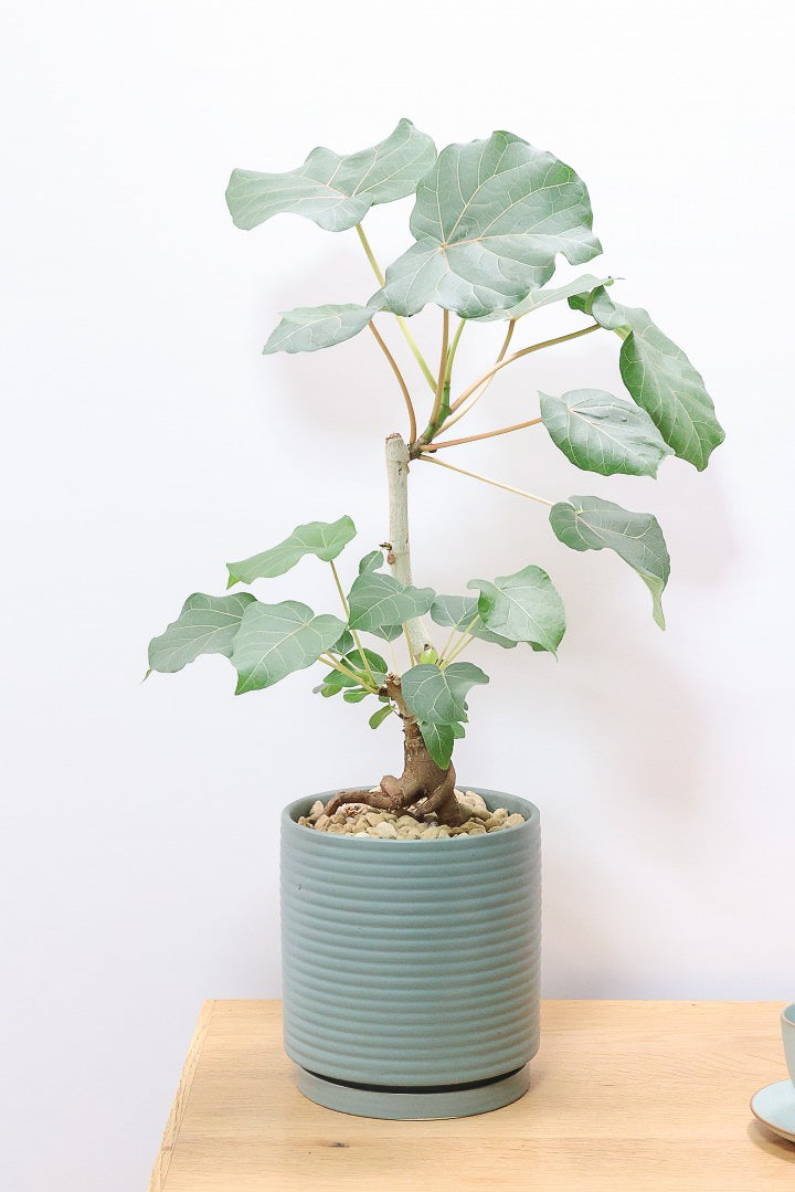 ゴムの木引取先決定 初めてでもできるゴムの木の取り木| 観葉植物の基礎知識|APEGO