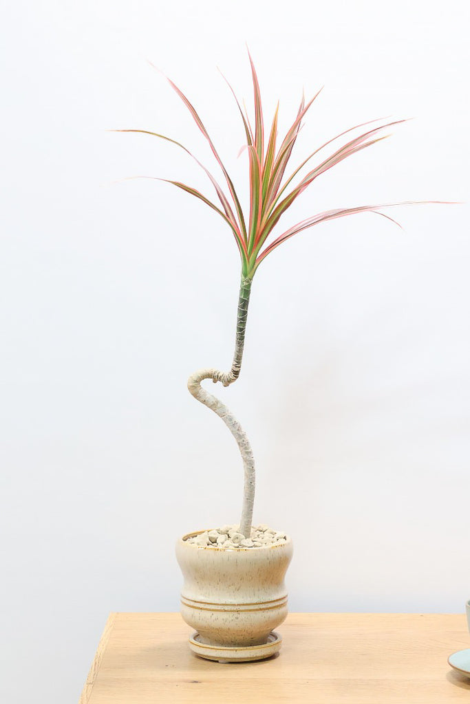 コンシンネ レインボーBE61809| 観葉植物の通信販売 | APEGO(アペーゴ)