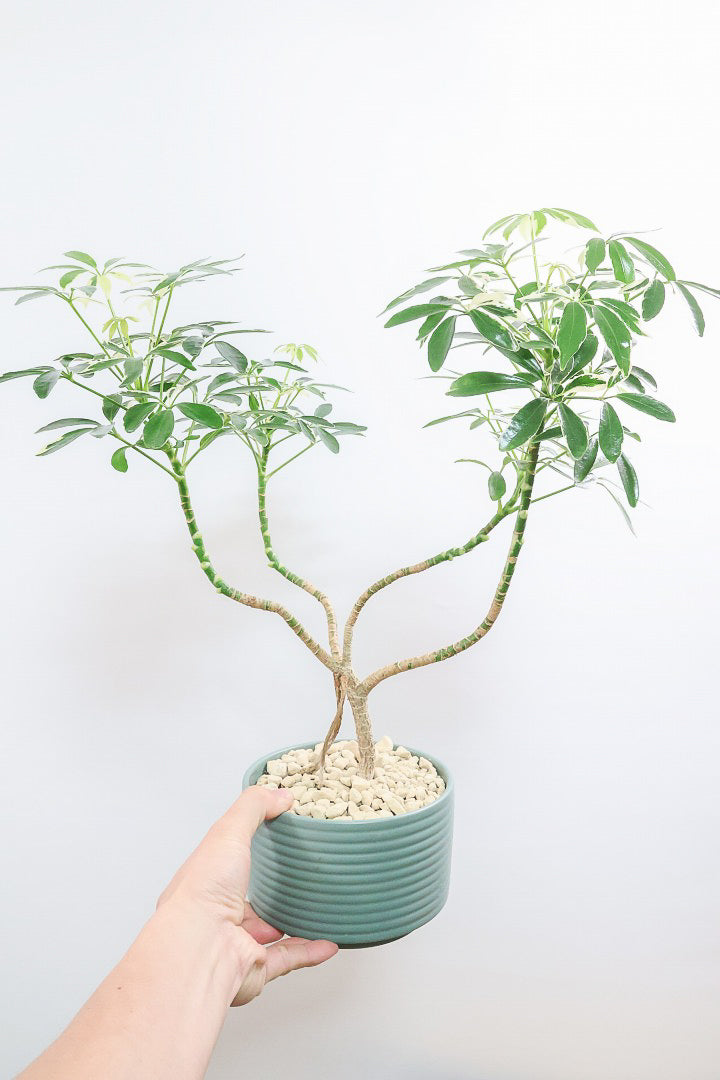 シェフレラ スノーホワイトGR61810| 観葉植物の通信販売 | APEGO(アペーゴ)