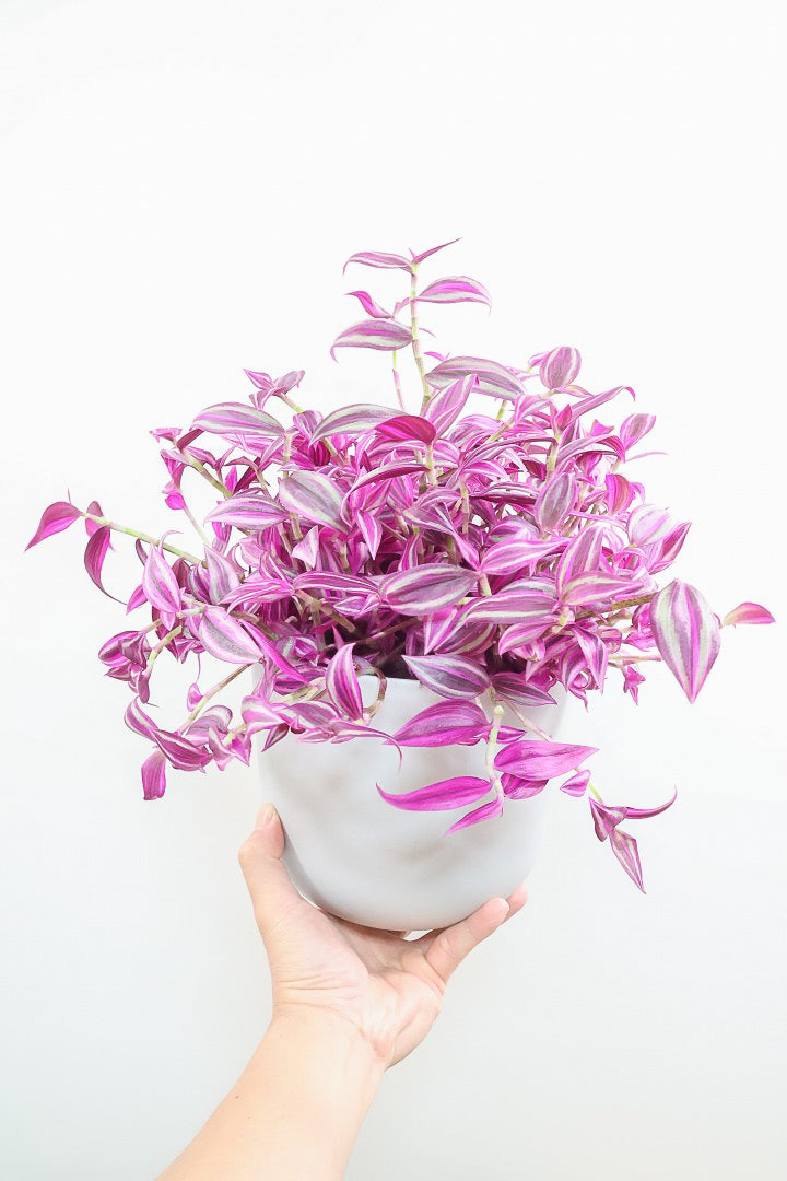 【トラディスカンチア パープル】軽量なプラスチックPOT！目が覚めるような発色！これはとても良いと思いますよ！