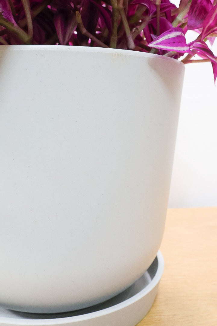 【トラディスカンチア パープル】軽量なプラスチックPOT！目が覚めるような発色！これはとても良いと思いますよ！
