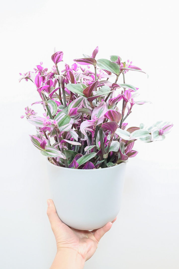 【トラディスカンチア ラベンダー】軽量なプラスチックPOT！かわいいお花が楽しめる素敵な1鉢です！
