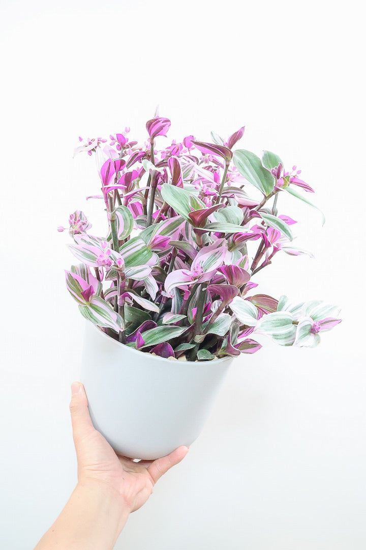 【トラディスカンチア ラベンダー】軽量なプラスチックPOT！かわいいお花が楽しめる素敵な1鉢です！