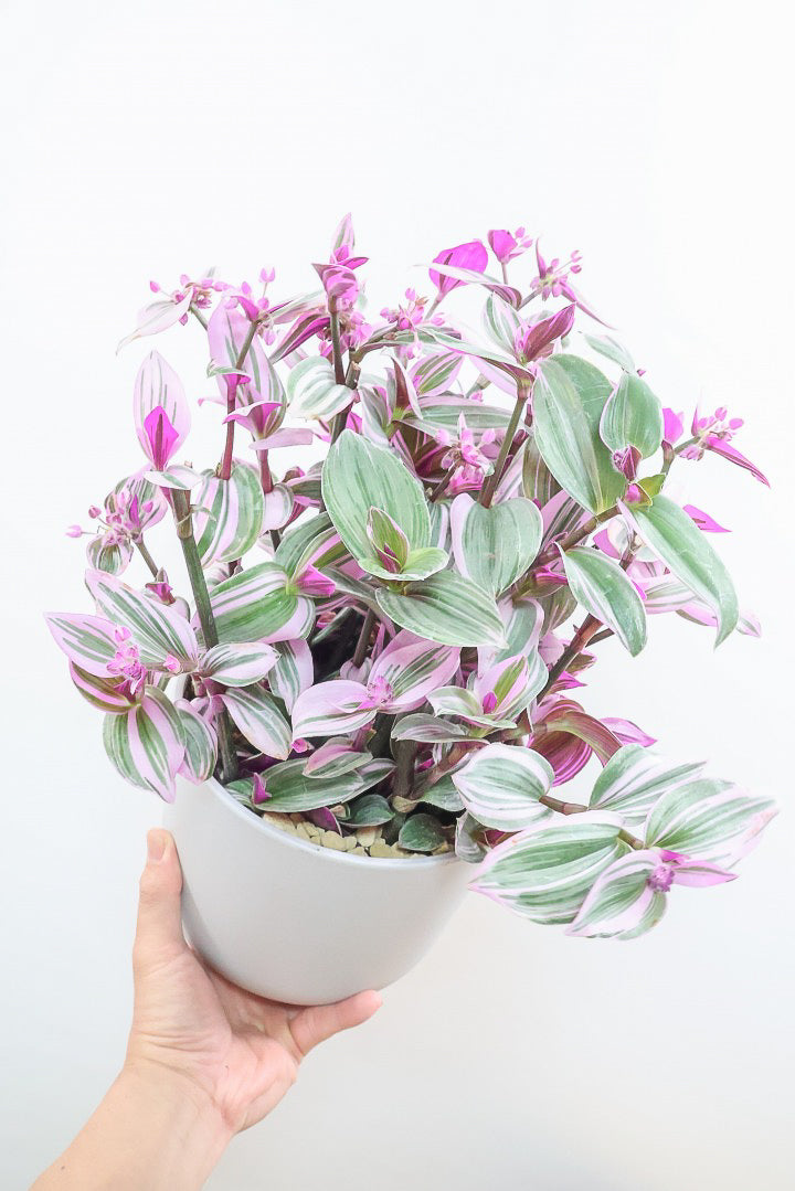 【トラディスカンチア ラベンダー】軽量なプラスチックPOT！かわいいお花が楽しめる素敵な1鉢です！