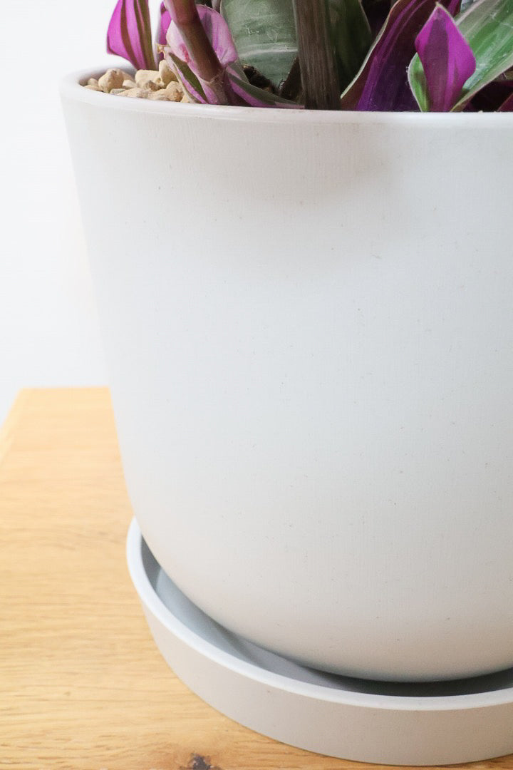 【トラディスカンチア ラベンダー】軽量なプラスチックPOT！かわいいお花が楽しめる素敵な1鉢です！