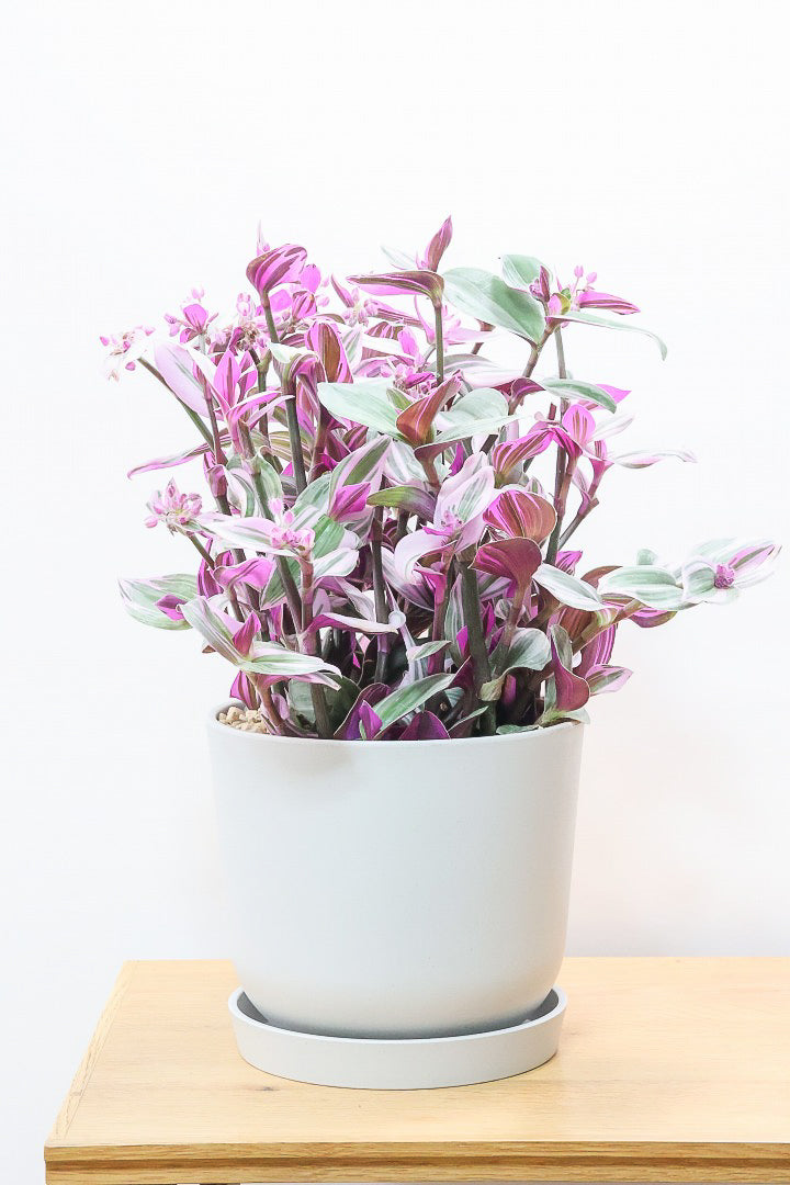 【トラディスカンチア ラベンダー】軽量なプラスチックPOT！かわいいお花が楽しめる素敵な1鉢です！