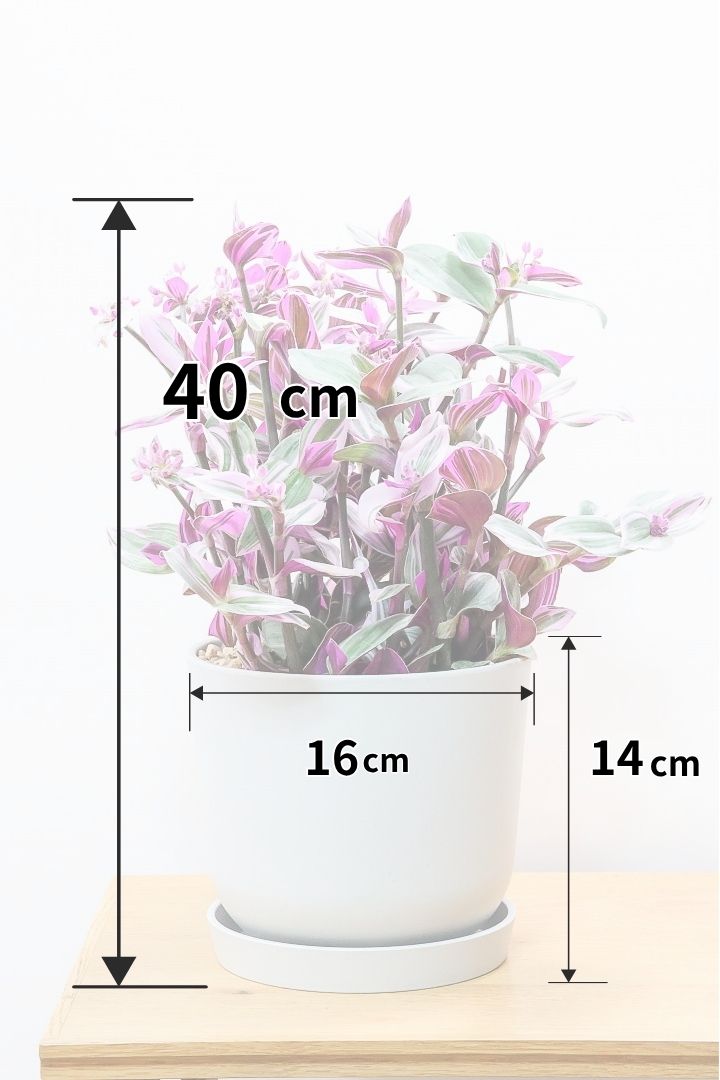 【トラディスカンチア ラベンダー】軽量なプラスチックPOT！かわいいお花が楽しめる素敵な1鉢です！