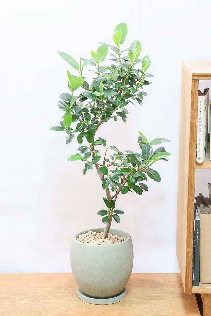 送料無料】フランスゴム| 観葉植物の通信販売 | APEGO(アペーゴ)
