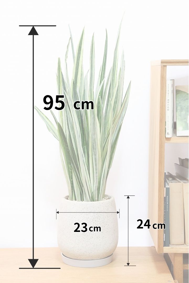 サンスベリア センセーションIV61816| 観葉植物の通信販売 | APEGO