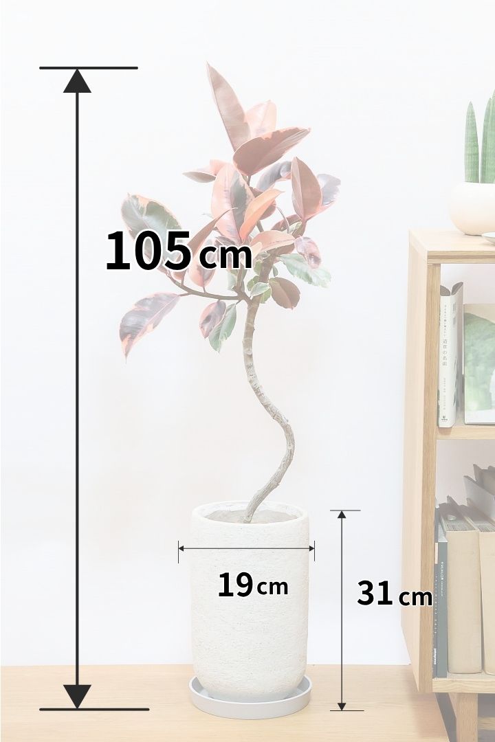 フィカス ルビーIV61820| 観葉植物の通信販売 | APEGO(アペーゴ)
