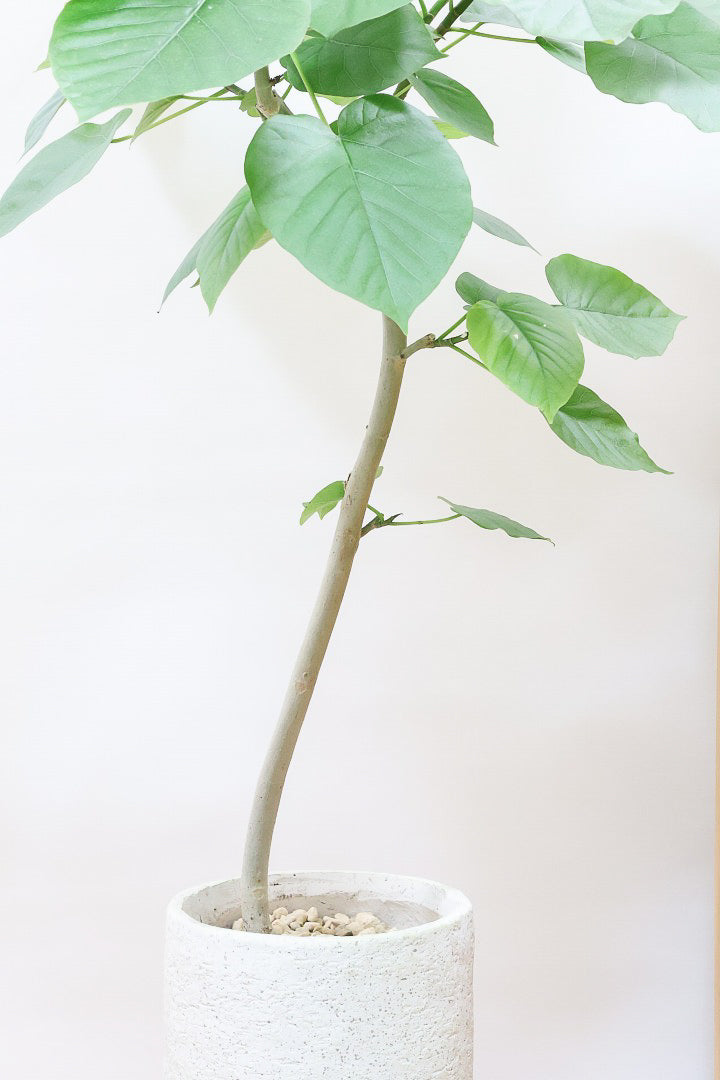 ウンベラータIV61821| 観葉植物の通信販売 | APEGO(アペーゴ)