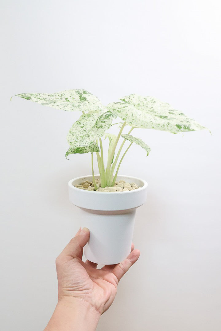 アロカシア バティックオドラPP61823観葉植物の通信販売 | APEGO(アペーゴ)