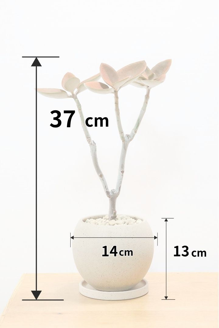 フィロデンドロンの花言葉と風水効果の関係について| 観葉植物の基礎