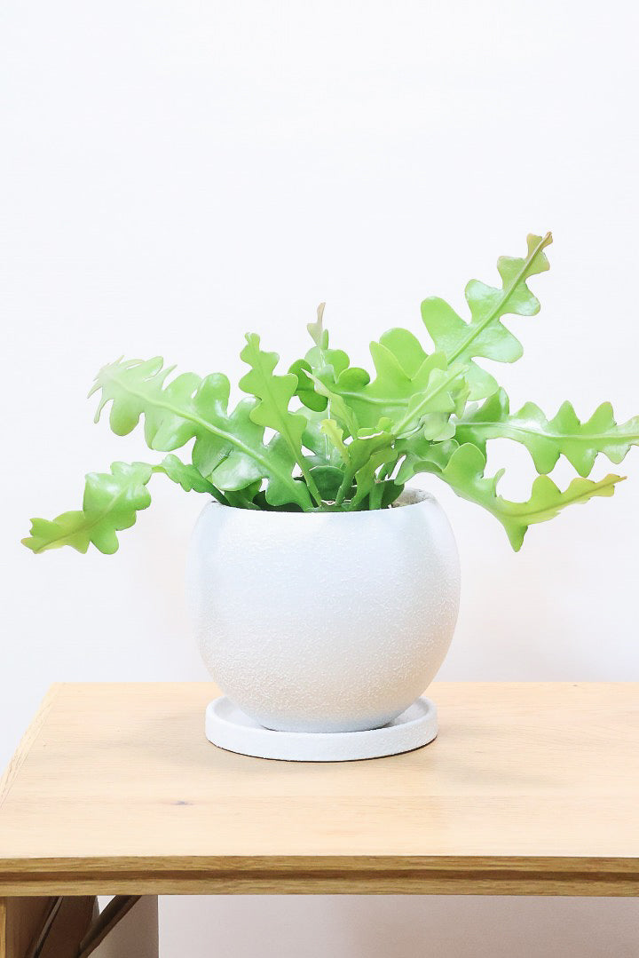 送料無料】多肉植物| 観葉植物の通信販売 | APEGO(アペーゴ)