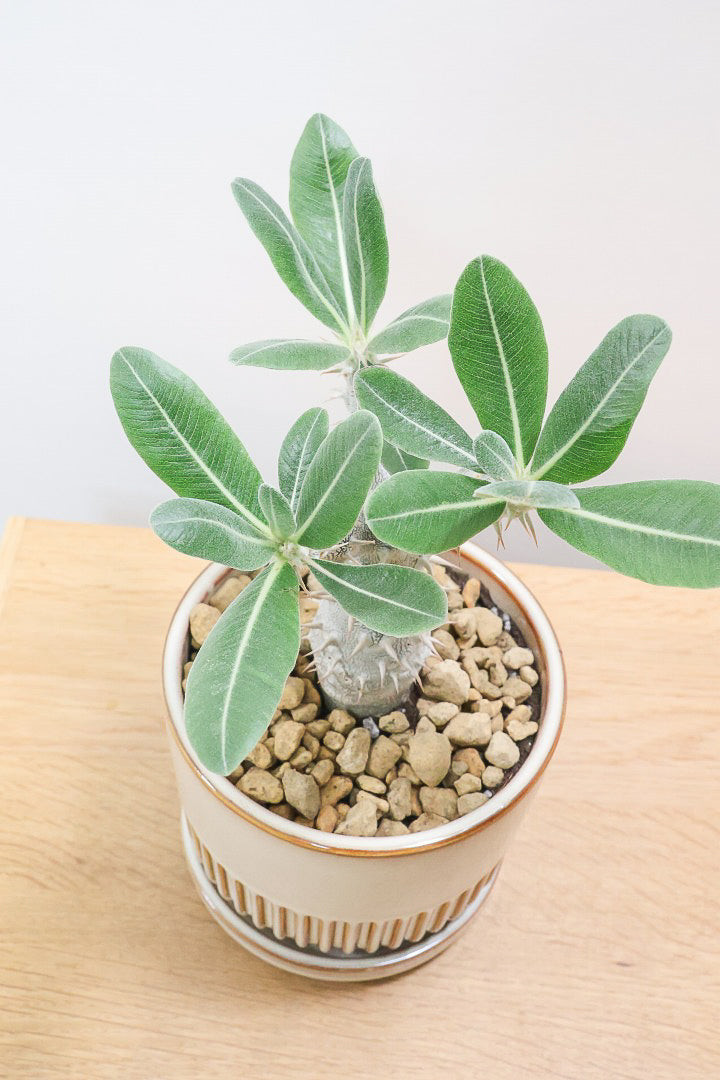 パキポディウム デンシフローラムSIV61827A| 観葉植物の通信販売