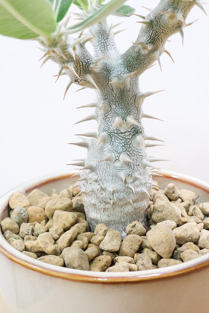 パキポディウム デンシフローラムSIV61827A| 観葉植物の通信販売