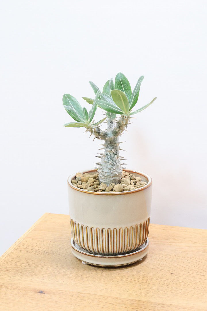 パキポディウム デンシフローラムSIV61827A| 観葉植物の通信販売