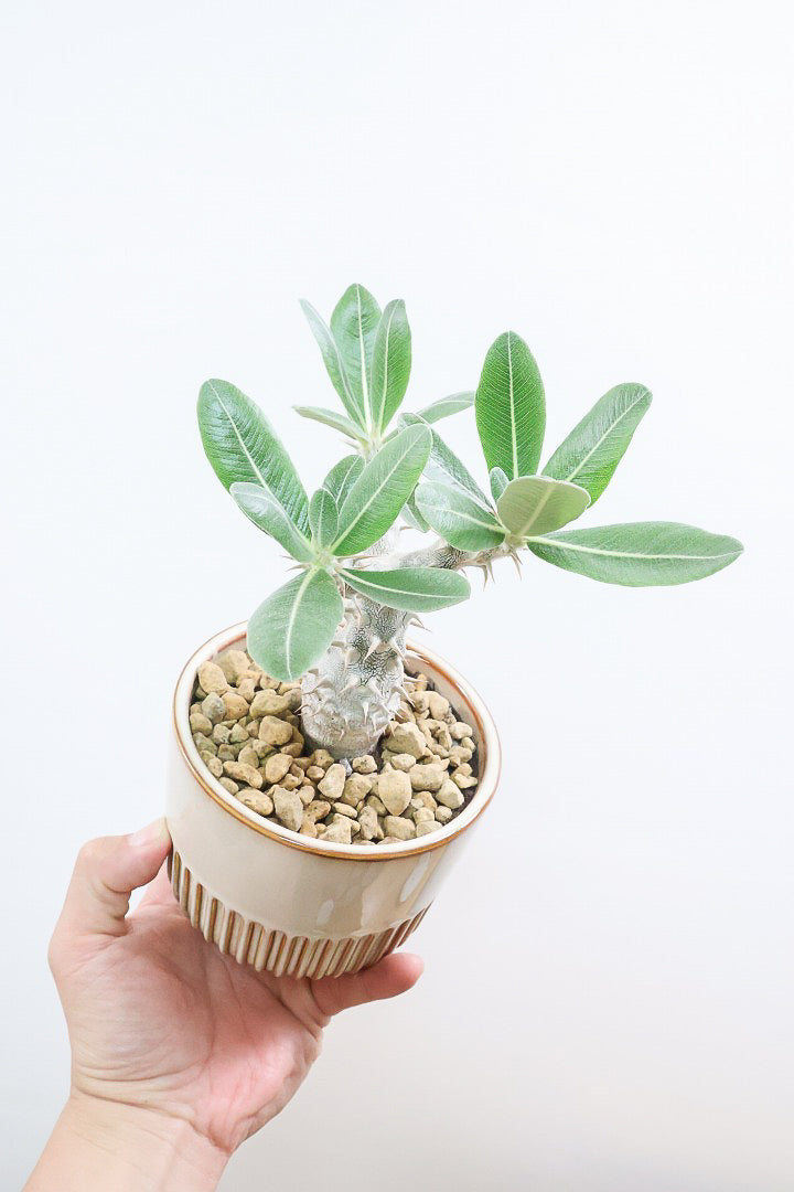 パキポディウム デンシフローラムSIV61827A| 観葉植物の通信販売