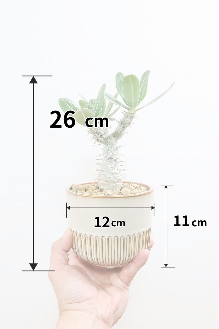 パキポディウム デンシフローラムSIV61827A| 観葉植物の通信販売