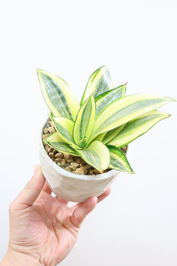 送料無料】サンスベリア| 観葉植物の通信販売 | APEGO(アペーゴ)