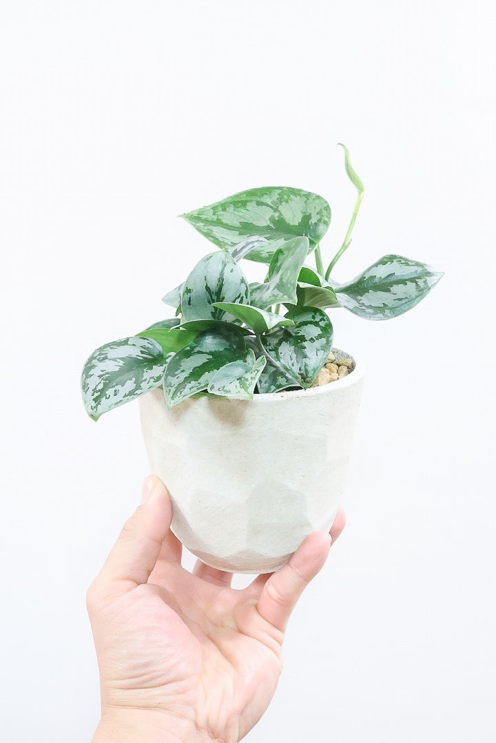 スキンダプサス シルバープリンセスW61830| 観葉植物の通信販売