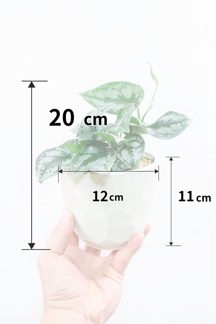 スキンダプサス シルバープリンセスW61830| 観葉植物の通信販売