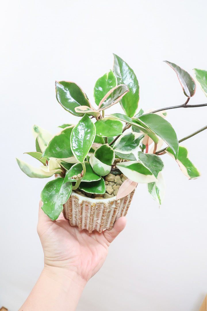 多肉植物 細長い茎の観葉植物 送料無料】多肉植物| 観葉植物の通信販売 | APEGO(アペーゴ)