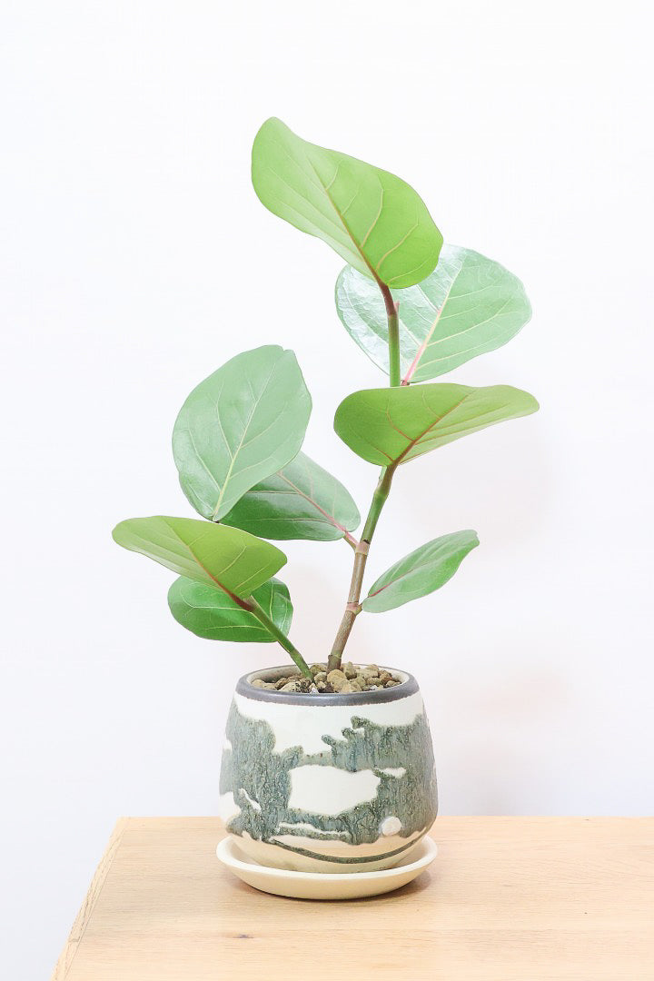 シーグレープGR61832| 観葉植物の通信販売 | APEGO(アペーゴ)