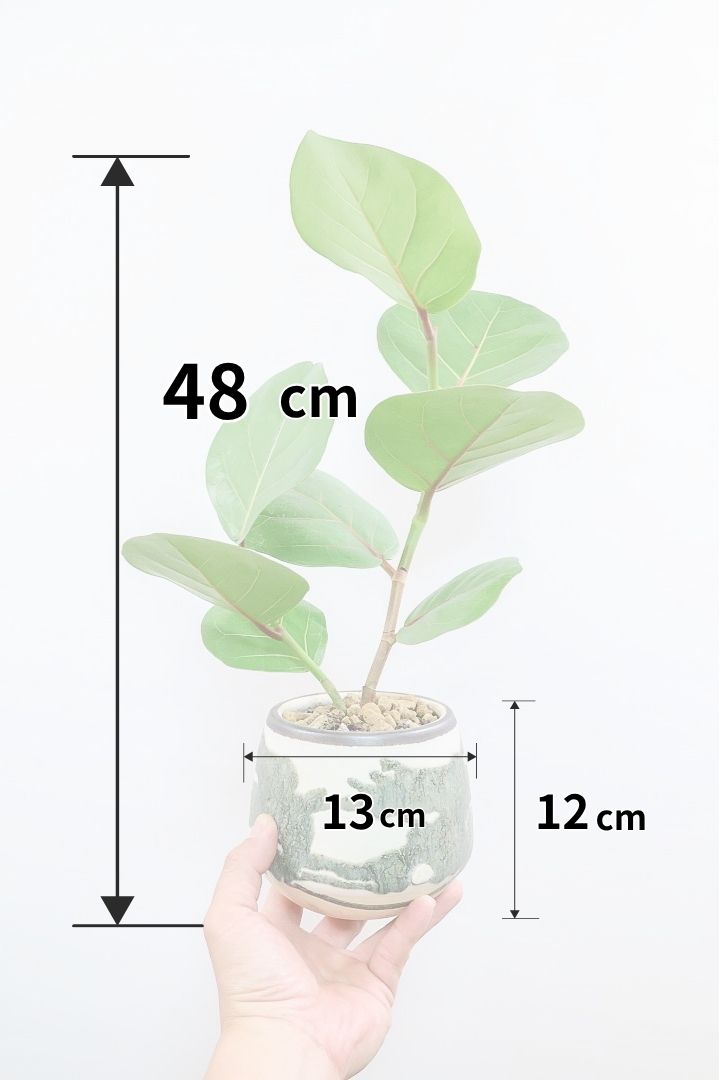 シーグレープGR61832| 観葉植物の通信販売 | APEGO(アペーゴ)