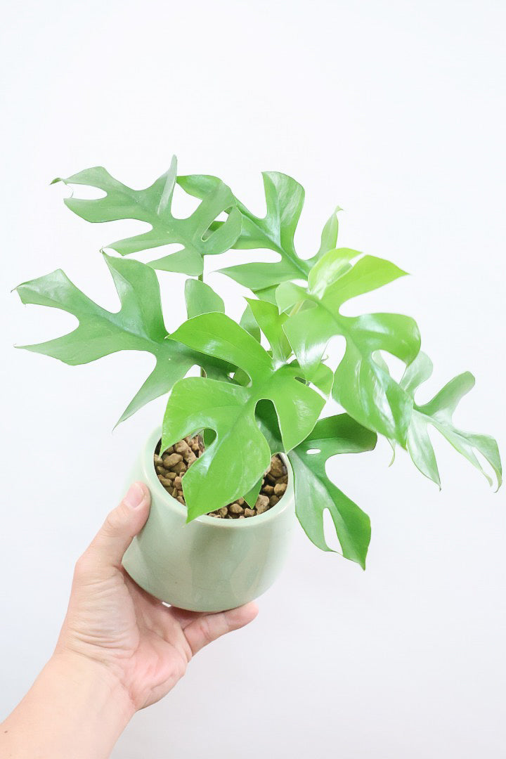 購入前にチェック！元気なモンステラの選び方を教えます！| 観葉植物の