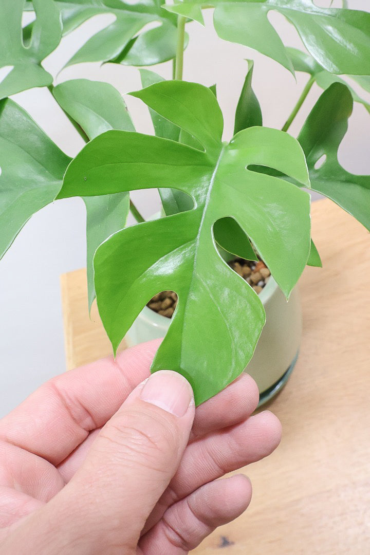 【モンステラ ミニマ】葉の切れ込みが抜群にキレイ！癒しのナチュラル樹形！シンプルな中に奥深しさがありますよ！