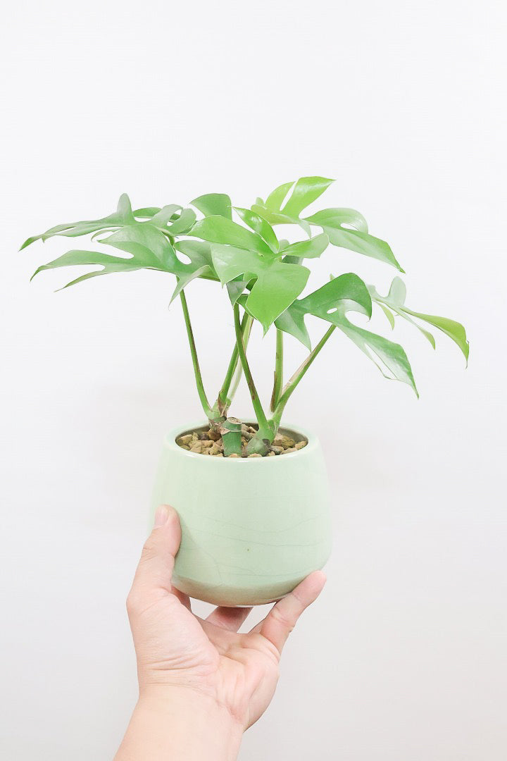 モンステラ ミニマGR61833観葉植物の通信販売 | APEGO(アペーゴ)