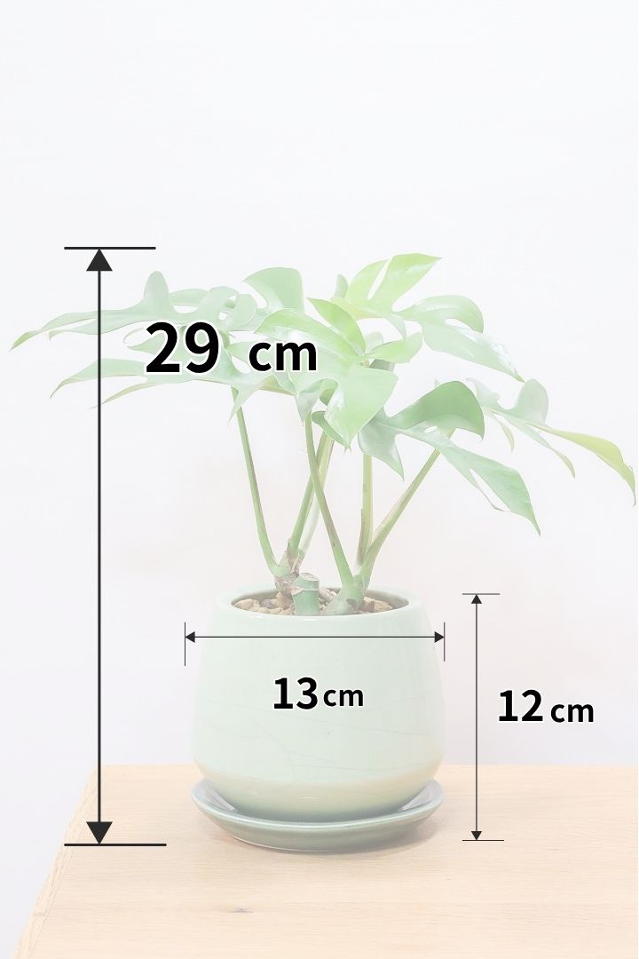 購入前にチェック！元気なモンステラの選び方を教えます！| 観葉植物の