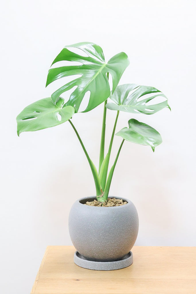 モンステラ デリシオーサGL61834| 観葉植物の通信販売 | APEGO(アペーゴ)