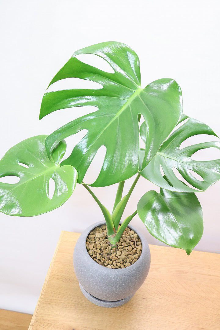モンステラ デリシオーサGL61834| 観葉植物の通信販売 | APEGO(アペーゴ)