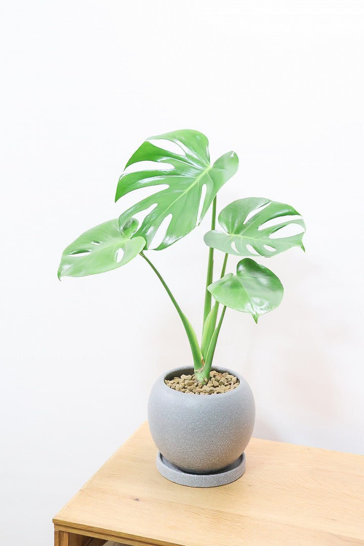 モンステラ デリシオーサGL61834| 観葉植物の通信販売 | APEGO(アペーゴ)