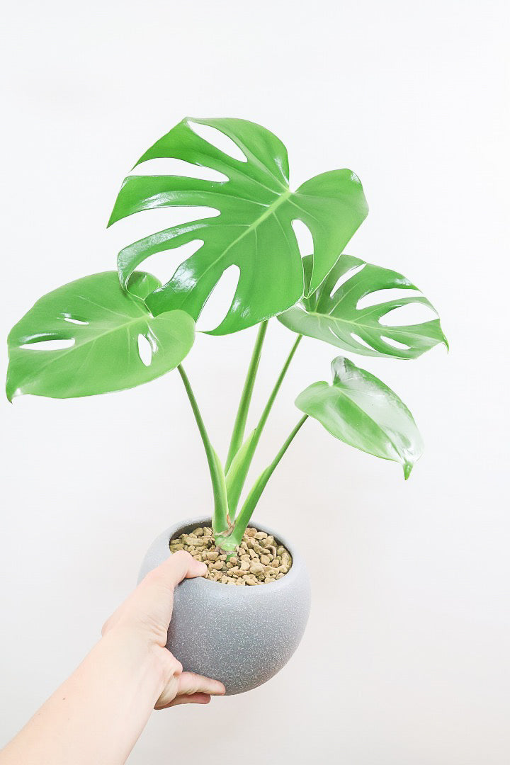 モンステラ デリシオーサGL61834| 観葉植物の通信販売 | APEGO(アペーゴ)