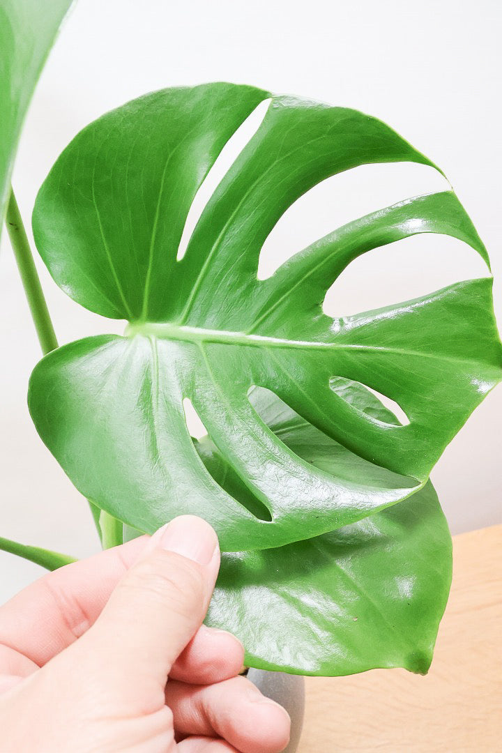 モンステラ デリシオーサGL61834| 観葉植物の通信販売 | APEGO(アペーゴ)