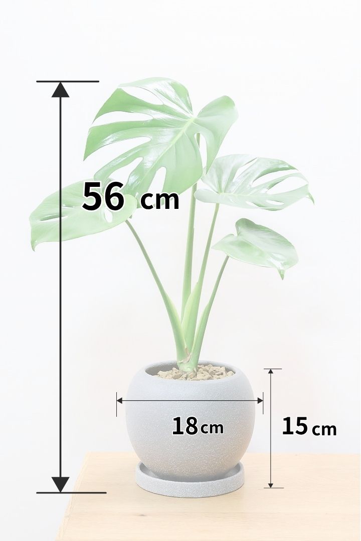 モンステラ デリシオーサ【引き取り限定】 モンステラ デリシオーサGL61834| 観葉植物の通信販売 | APEGO(アペーゴ)