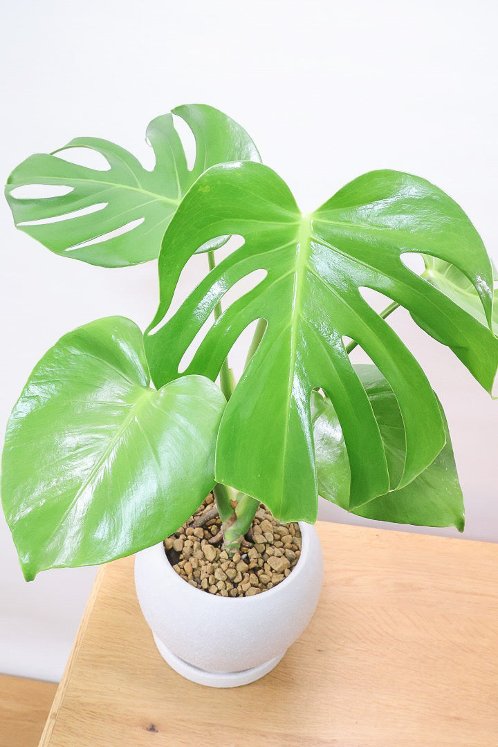 モンステラ　デリシオーサ　彩麗 モンステラ デリシオーサ 新タイプ白斑 極麗実生選抜(Monstera