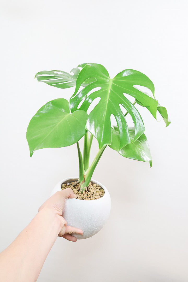 モンステラ デリシオーサW61835| 観葉植物の通信販売 | APEGO(アペーゴ)