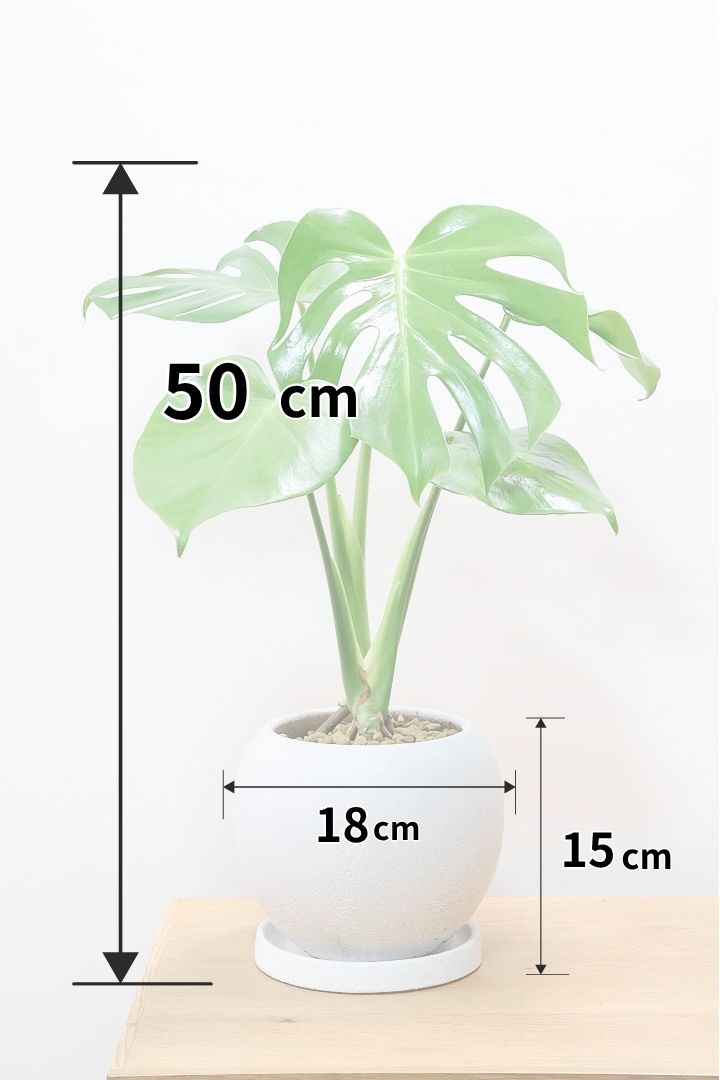 モンステラの植え替え方法について| 観葉植物の基礎知識|APEGO