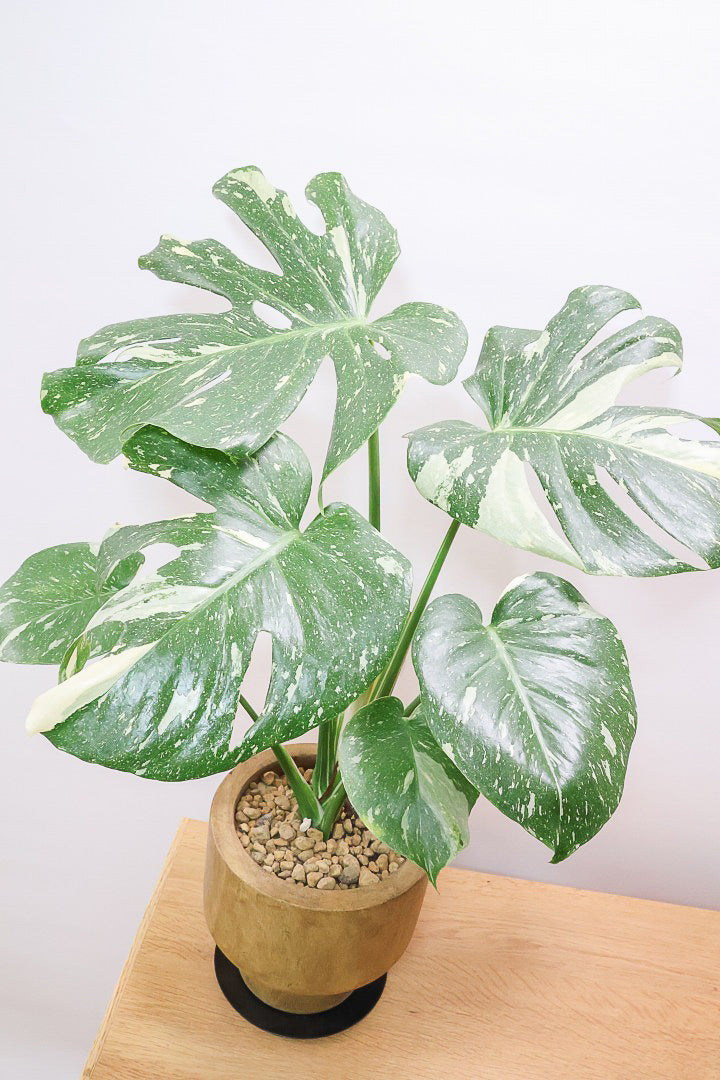 モンステラ タイコンステレーションWW61836| 観葉植物の通信販売