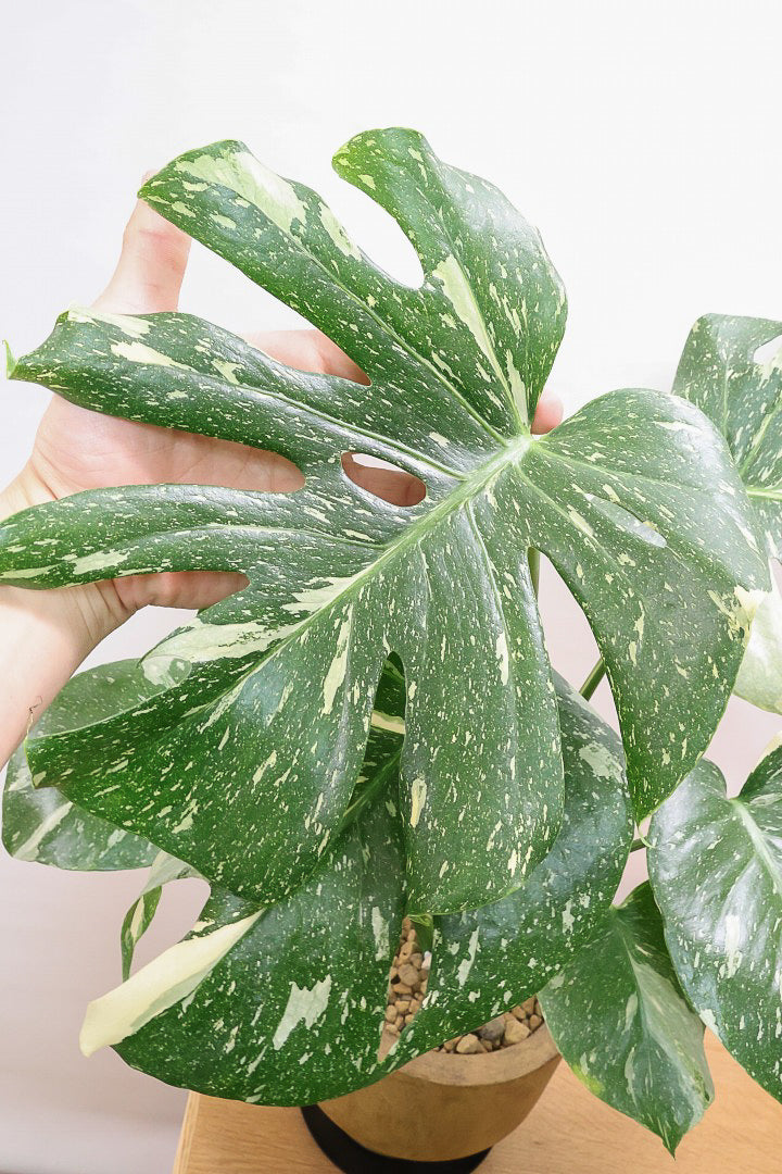 モンステラ タイコンステレーションWW61836| 観葉植物の通信販売