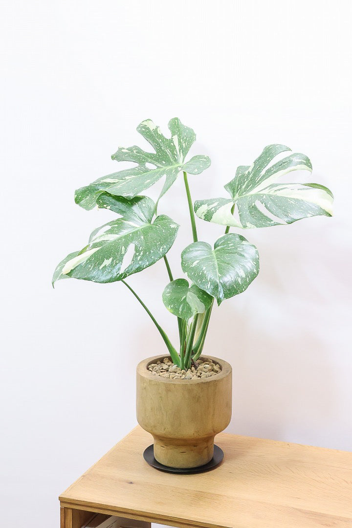 モンステラ タイコンステレーションWW61836| 観葉植物の通信販売